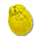 One of the oldest citrus types. Its flesh is rather sour and thus is mainly used for its candied peel.