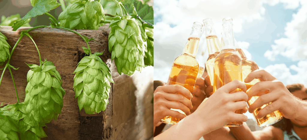5 QUESTIONS TO ANSWER ABOUT HOP LEMONADE 66 hop lemonade
