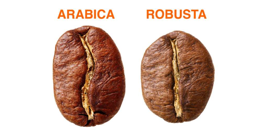Arabica Robusta (1)