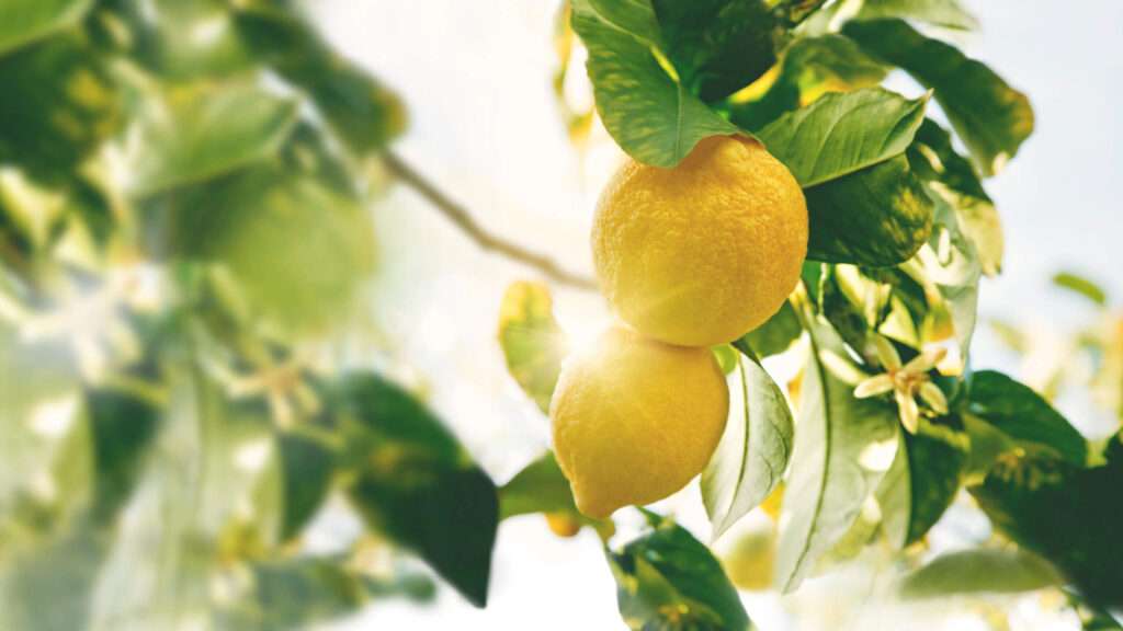 PAIRING LEMON: A FRUIT WORTH EXPLORING 1 esaspotlightLemon titel scaled