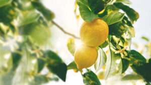 esaspotlightLemon titel scaled