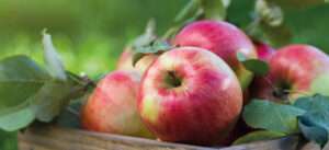 Titelbild Apfel hoeher