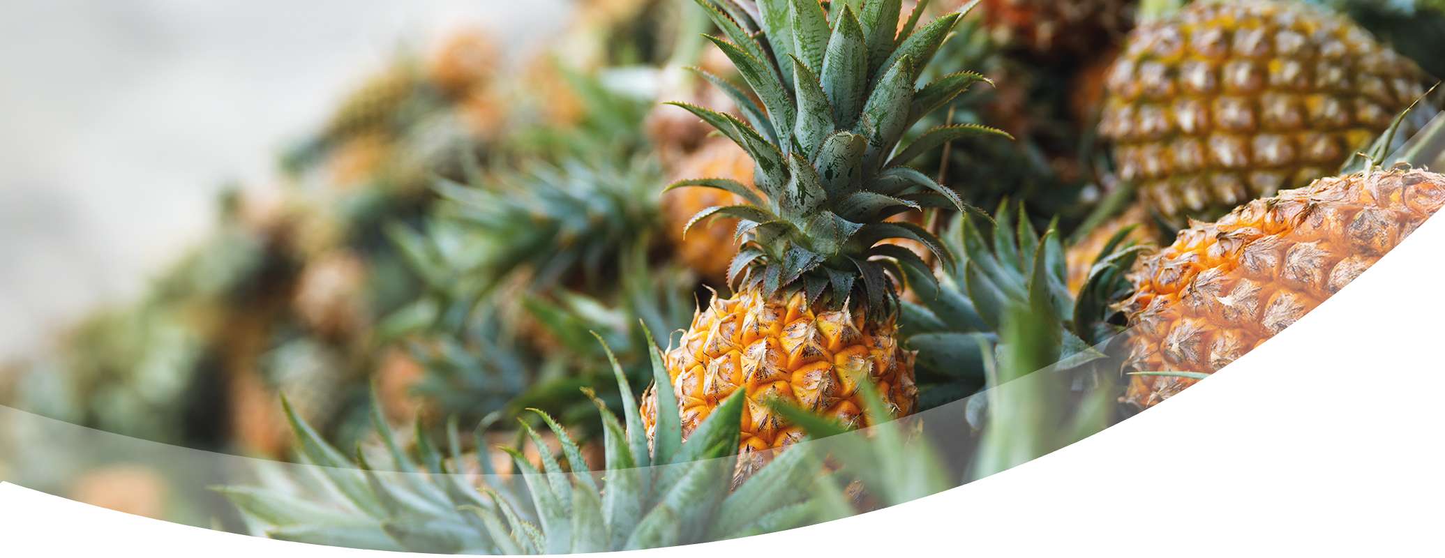 A close up view of ripe pineapples with green spiky leaves and textured orange yellow skin, arranged together with a curved white overlay at the bottom right corner, inviting you to experience freshness at drinktec 2025.