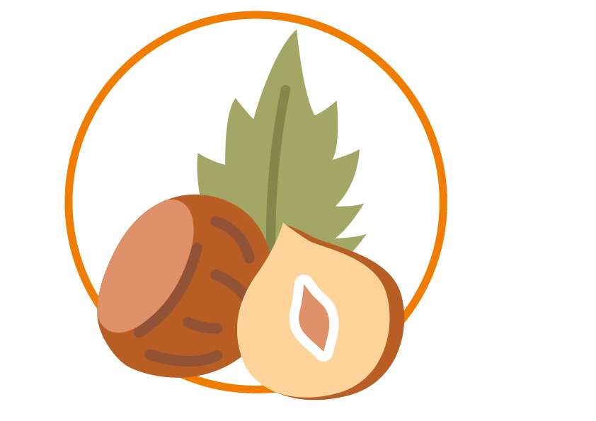A stylized illustration of a whole hazelnut, a halved hazelnut revealing its flavourful interior, and a green leaf, all outlined by an orange circle on a white background.